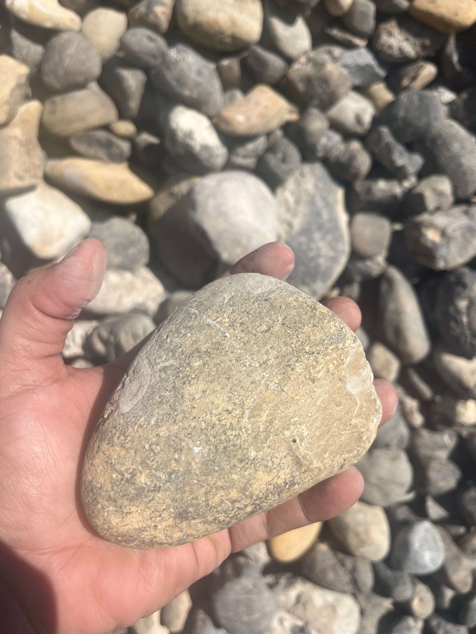 2x4” Bullrock